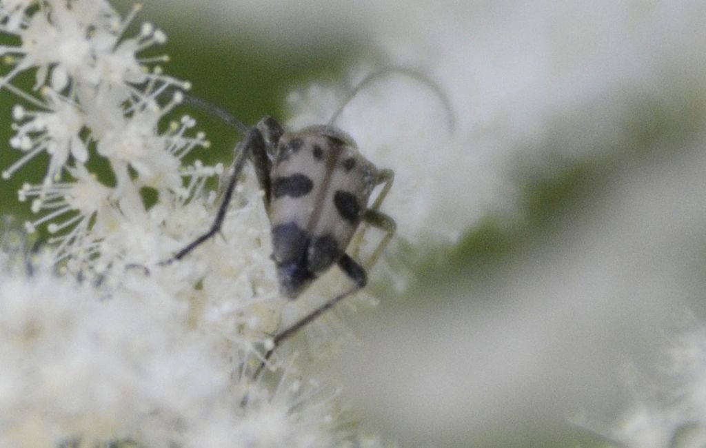 Cerambycidae: Pachytodes?    S, Pachytodes cerambyciformis